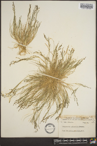 Eragrostis pilosa image