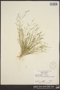 Eragrostis pilosa image