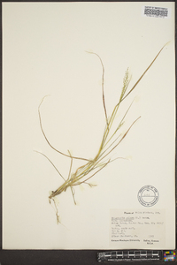 Eragrostis pilosa image