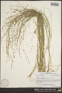 Eragrostis refracta image