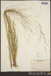 Eragrostis refracta image