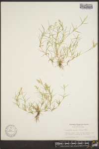 Eragrostis reptans image