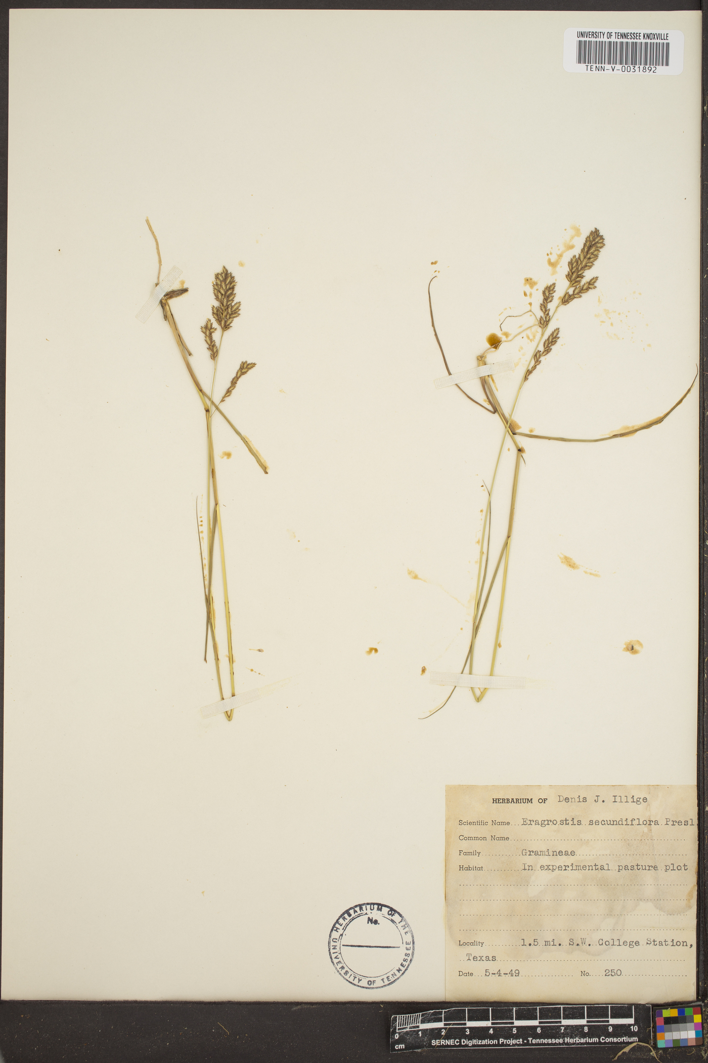 Eragrostis secundiflora image
