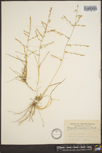 Eragrostis sessilispica image