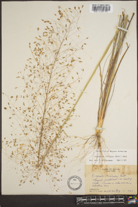 Eragrostis trichodes image