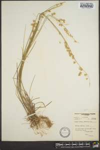Melica mutica image