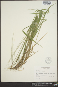 Melica mutica image