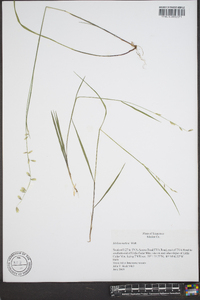 Melica mutica image