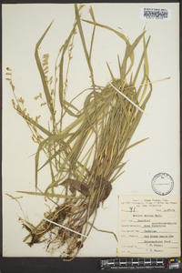 Melica mutica image