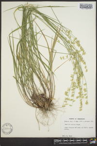 Melica mutica image