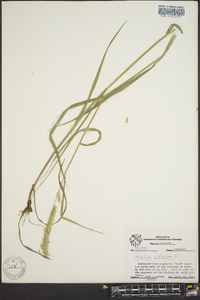 Melica bulbosa image