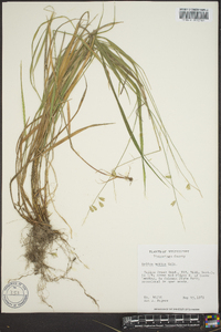Melica mutica image