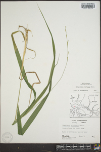 Diarrhena americana image