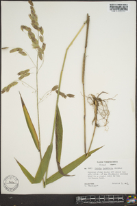 Chasmanthium latifolium image