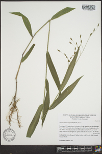 Chasmanthium latifolium image