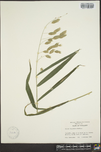 Chasmanthium latifolium image