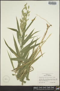 Chasmanthium latifolium image