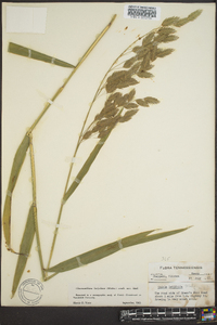 Chasmanthium latifolium image