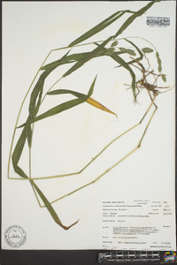 Chasmanthium latifolium image