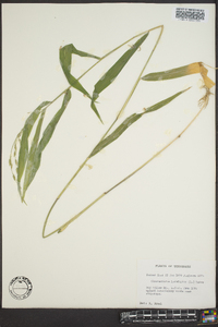 Chasmanthium latifolium image