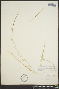 Chasmanthium laxum image