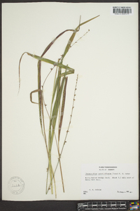 Chasmanthium sessiliflorum image