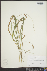 Chasmanthium sessiliflorum image