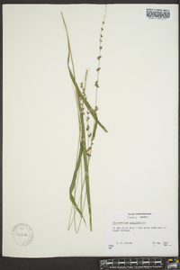 Chasmanthium sessiliflorum image