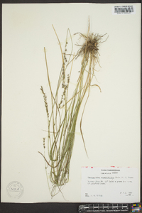 Chasmanthium sessiliflorum image