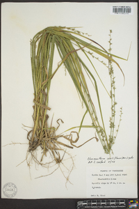 Chasmanthium sessiliflorum image