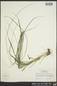 Chasmanthium sessiliflorum image