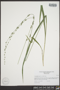 Chasmanthium sessiliflorum image