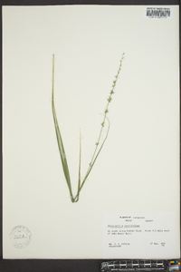 Chasmanthium sessiliflorum image