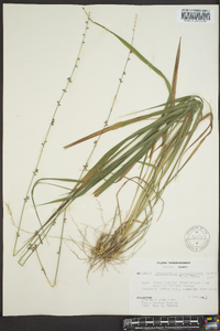 Chasmanthium sessiliflorum image