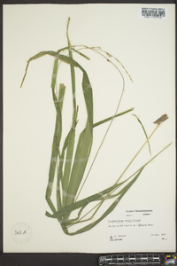 Chasmanthium sessiliflorum image