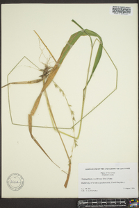 Chasmanthium sessiliflorum image