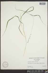 Chasmanthium sessiliflorum image