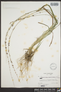 Chasmanthium sessiliflorum image