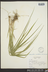 Chasmanthium sessiliflorum image