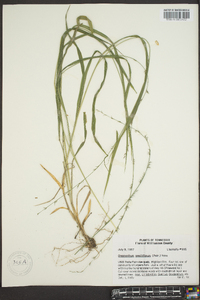 Chasmanthium sessiliflorum image