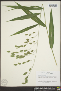 Chasmanthium latifolium image