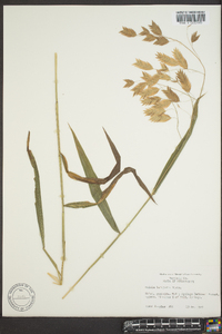 Chasmanthium latifolium image