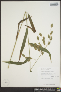 Chasmanthium latifolium image