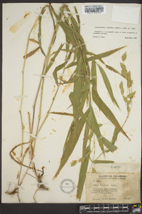 Chasmanthium latifolium image