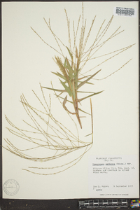 Gymnopogon ambiguus image