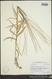 Gymnopogon ambiguus image