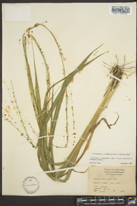 Chasmanthium sessiliflorum image