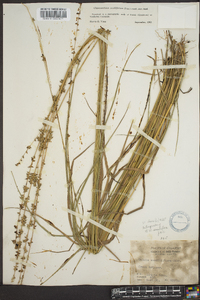 Chasmanthium sessiliflorum image