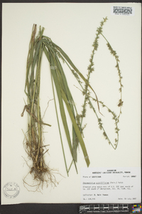 Chasmanthium sessiliflorum image