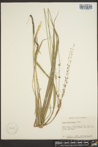 Chasmanthium sessiliflorum image